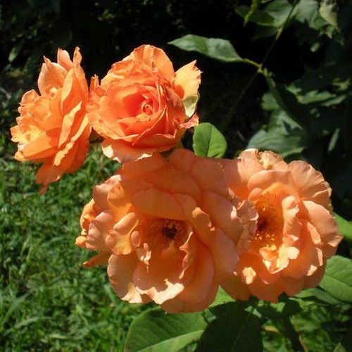 Naranja - Árbol de Rosas Híbrido de Té - rosal de pie alto- forma de corona de tallo recto